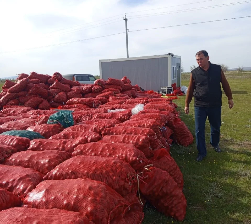 Таласта жаңы өздөштүрүлгөн жерге картошка эгилүүдө