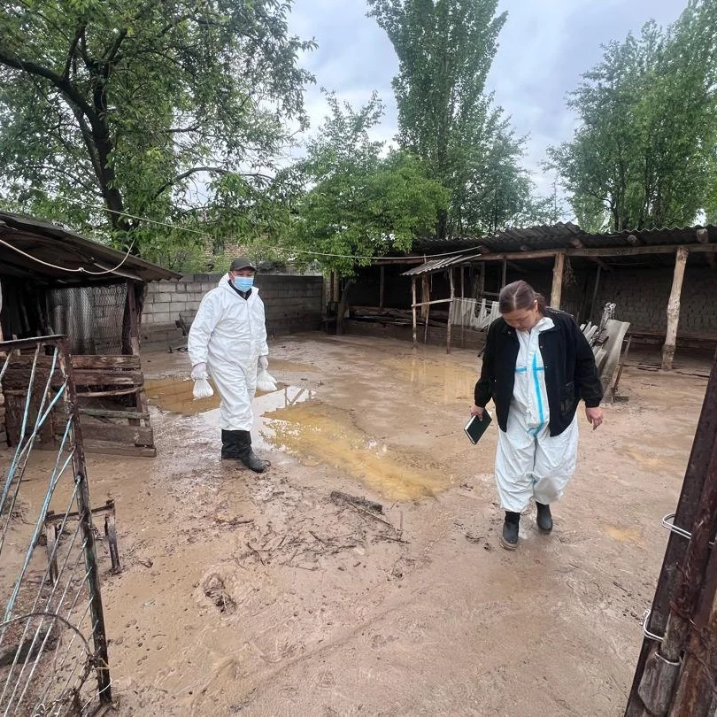 Алайда селден жабыркаган аймактарда дезинфекциялоо иштери жүрүүдө