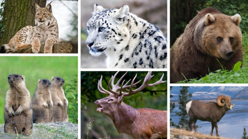 Минкаб жаныбарларды коргоо боюнча жаңы эрежелерди бекитти