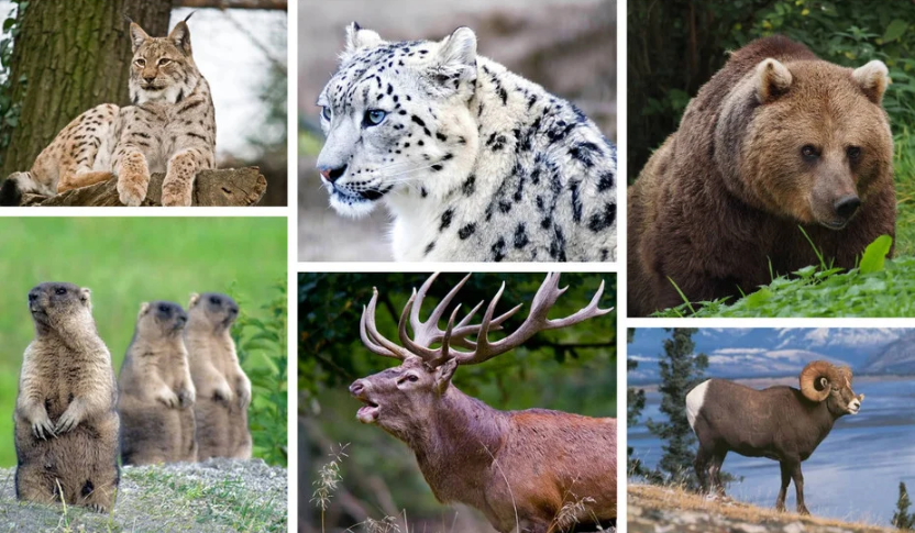 Минкаб жаныбарларды коргоо боюнча жаңы эрежелерди бекитти