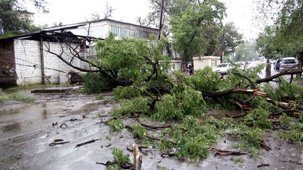 Катуу шамалдан бак кулап, 23 жаштагы кыздын акыреги сынып кеткен