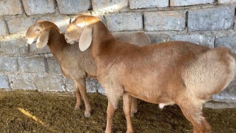 Арашан породасындагы 169 баш асыл тукум кой Өзбекстанга экспорттолду