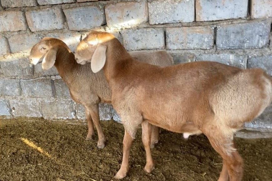 Арашан породасындагы 169 баш асыл тукум кой Өзбекстанга экспорттолду