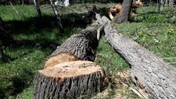 Ысык-Атада бак-дарактарды мыйзамсыз кыйган жарандан 95 миң сом өндүрүлдү