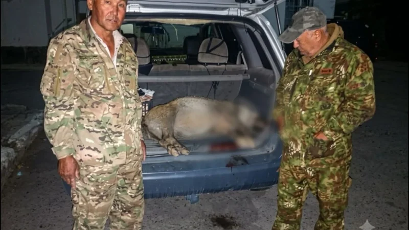 Кадамжайда жапайы каманды мыйзамсыз аткан жаранга айып салынды