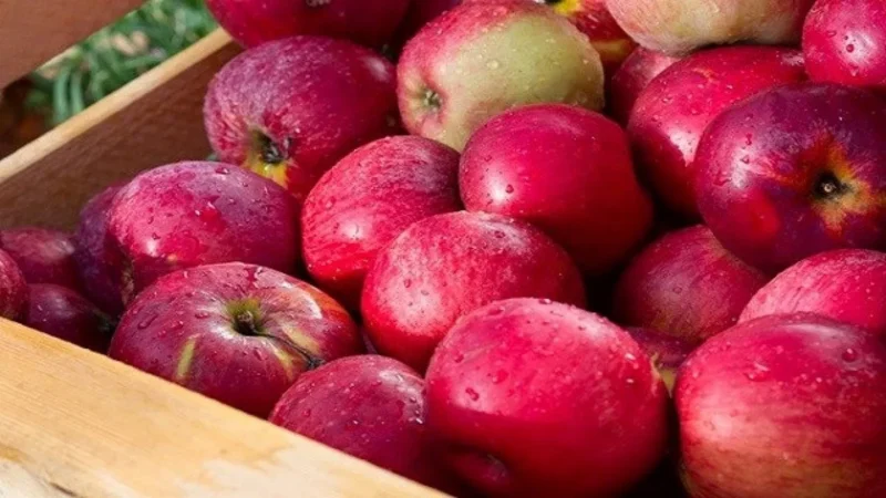 Өлкөгө сырттан алма киргизүүгө убактылуу тыюу салынды