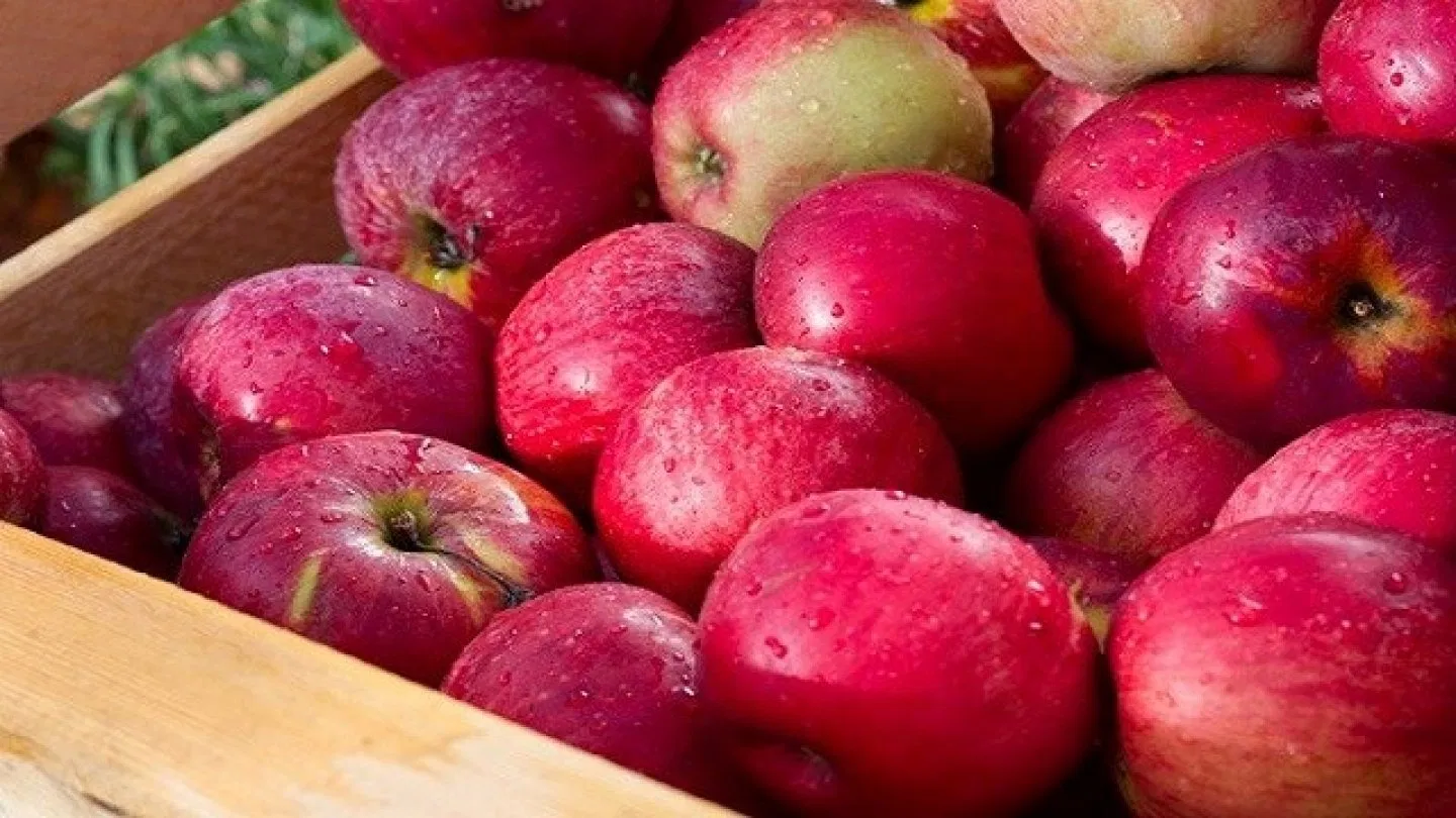 Өлкөгө сырттан алма киргизүүгө убактылуу тыюу салынды